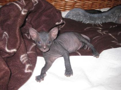 Don Sphynx Kitten mit FiFe Stammbaum