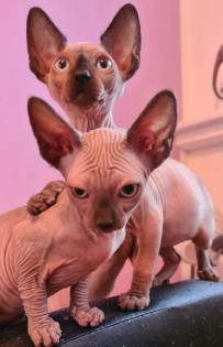 Sphynx Kitten suchen noch ein Zuhause