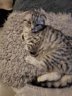 Bkh Kater silver black tabby whiskas