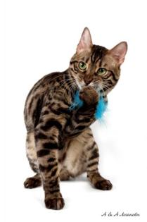 BENGALKATER DECKKATER