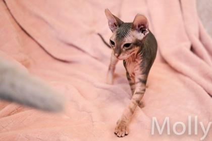 Don Sphynx Kitten - Katzenbabys