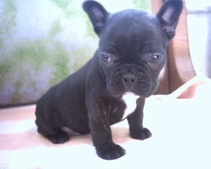 GESTROMTE FRENCH BULLY WELPEN AUS BERLINER ZUCHT ABZUG.