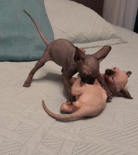 Kanadische Sphynx Kitten