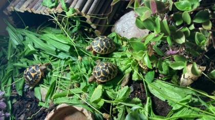 Südindische Sternschildkröten Jungtiere geboren 06/2023 mit Papieren