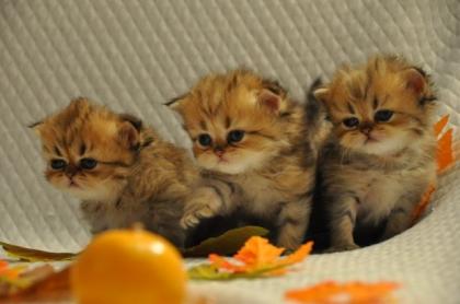 Wunderschöne Perser Katerchen in golden