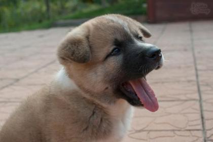 Akita American Welpen