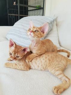 Devon Rex Kitten Abgabebereit