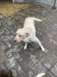 Labrador Welpen in braun und blond