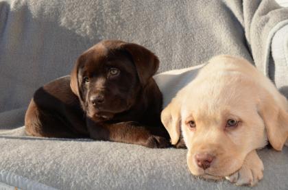 Labrador Welpen in braun und blond