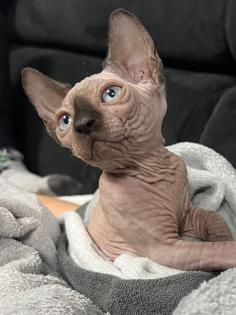 Sphynx Kitten/Katzen