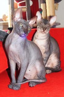 Deckkater Don Sphynx mit Championtitel