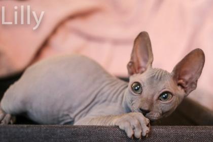 Don Sphynx Kitten - Katzenbabys