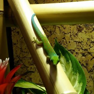 Phelsuma Pasteuri aus Hobbyuucht