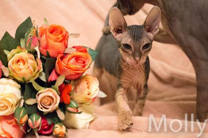 Don Sphynx Kitten - Katzenbabys