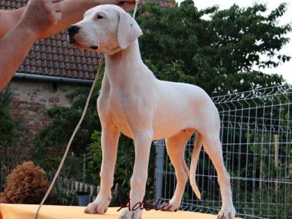 Wunderschöne Hündinnen Dogo Argentino