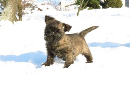 Cairn terrier welpen VDH/FCI pedigree