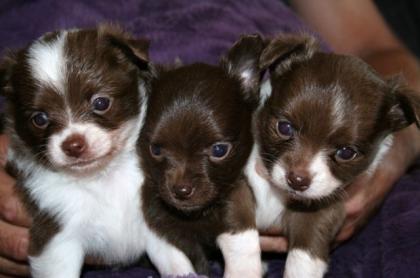 3 Besonders hübsche Chihuahua Welpen.