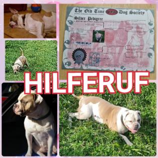 American Bulldog Burton sucht ein neues Zu Hause