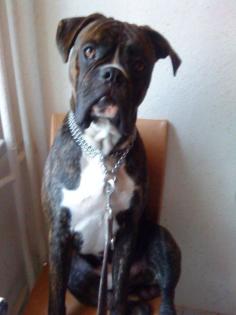 Boxer-Shorty 1 Jahr alt