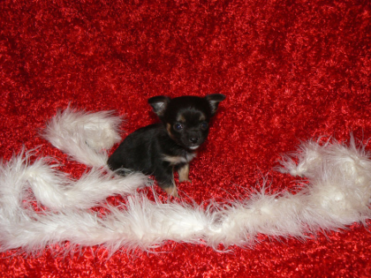 Mini Chihuahua Welpen