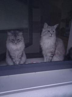 2 Maine Coon Katzen