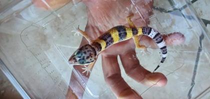 Leopardgecko aus Hobbyzucht