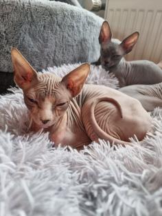 3 wunderschöne Sphynx Kater abzugeben