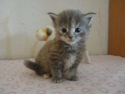 Maine Coon Babys suchen.