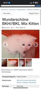 Zuckersüße Mix Katzenbabys