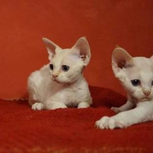 Devon rex Babys, die Eltern sind getestet auf gen Erbkrankheiten