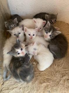 Türkisch Angora Kitten mit Papieren, Reinrassig