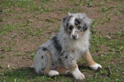 Australian Sheperdwelpen aus langjähriger Zucht