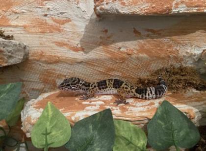 2 Leopardgecko Weibchen