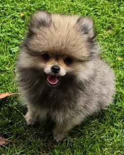 Pomeranian / Zwergspitz Welpen mit Stammbaum suchen ein neues Liebevolles zuhause