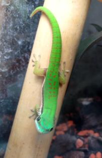 Biete Phelsuma nigristriata ENZ