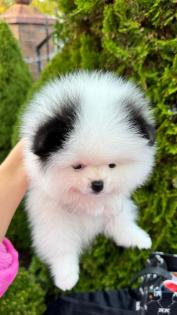 Spitz Welpe Pomeranian