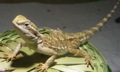 Zwergbartagame mit Terrarium abzugeben