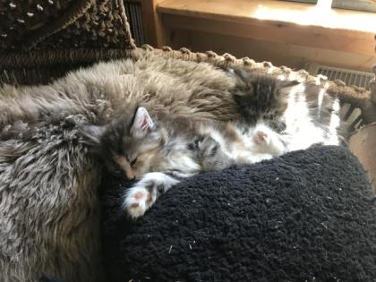 Maine Coon/ Sibirische Waldkatzenbabys