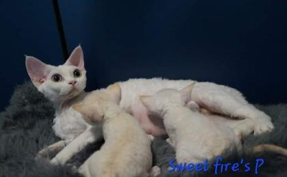 Devon rex Babys, die Eltern sind getestet auf gen Erbkrankheiten