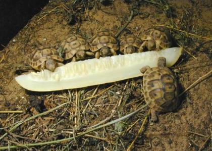 Griechische Landschildkröten Nachzuchten 2021/2013/2014