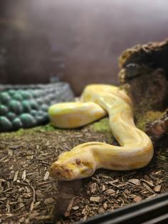 Albino Tigerpython 4 Jahre alt zu Verkaufen