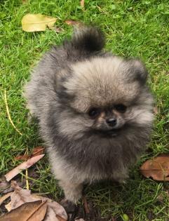 Pomeranian / Zwergspitz Welpen mit Stammbaum suchen ein neues Liebevolles zuhause