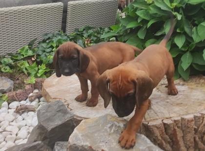 Bayerische Gebirgsschweißhunde Welpen