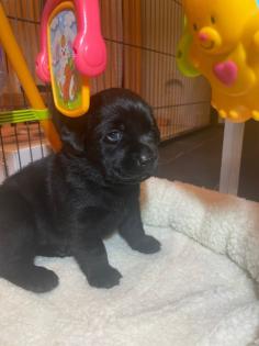 Labradorwelpen in schwarz und foxred