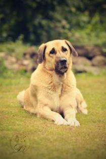 Anatolischer Hirtenhund - Kangal