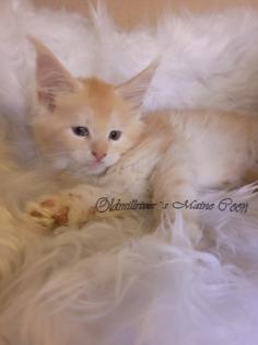 Wundervolle Maine Coon Kitten