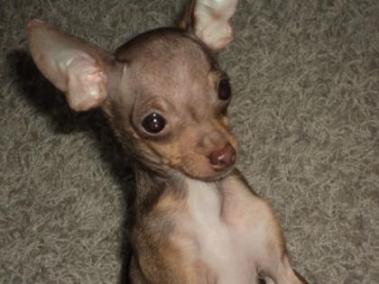 Mini-chihauhua-rehpinscher mix