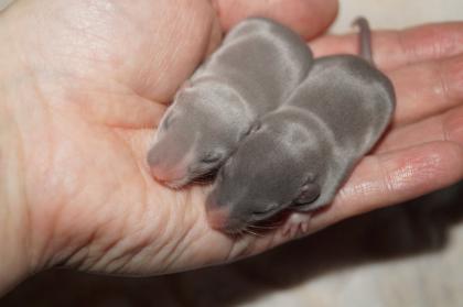 Einzigartiger Ratten Nachwuchs