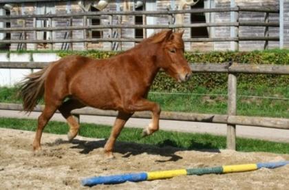 Reitbeteiligung auf Isländer Stute