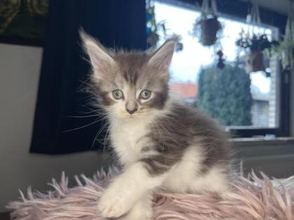 Maine coon kitten